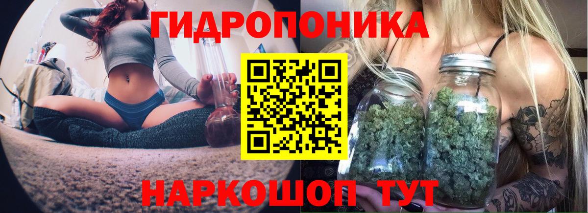 Кингисепп  Бошки марихуана план  Каннабис LSD WEED  Канабис сатива  Вход с VPN 